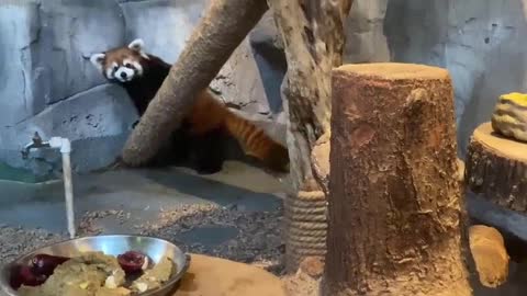 how can a mere apple core defeat my panda