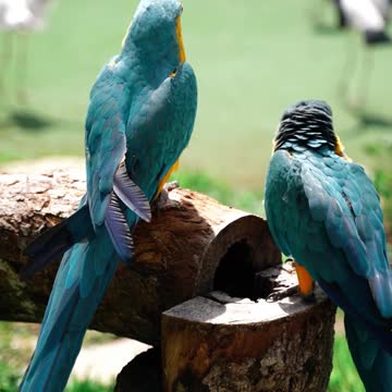 Most Beautiful Parrot