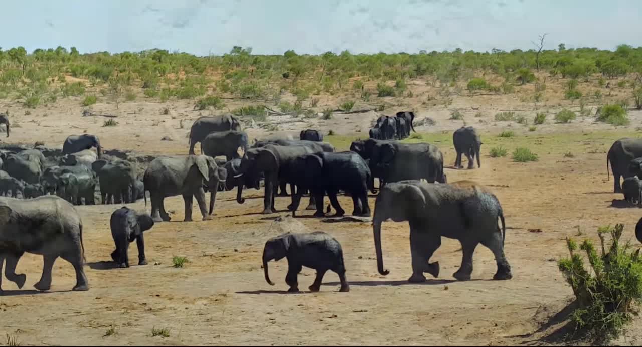 Amazing Wildlife Of Africa in.clips.BUALcq