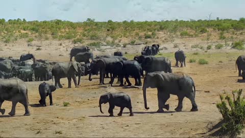 Amazing Wildlife Of Africa in.clips.BUALcq