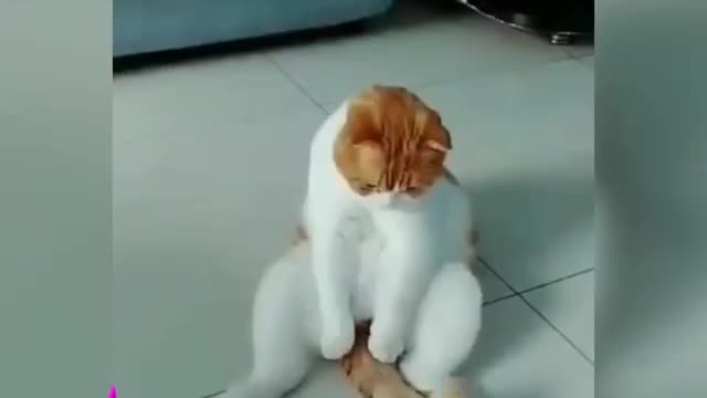 Cute little cat playing with fidget spinner | relatable meme