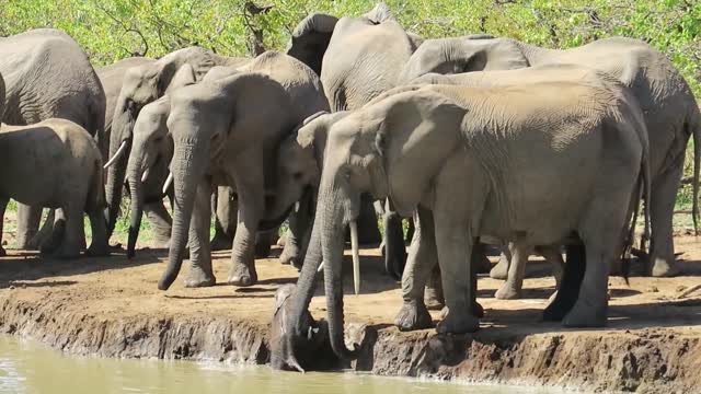 Elephant video