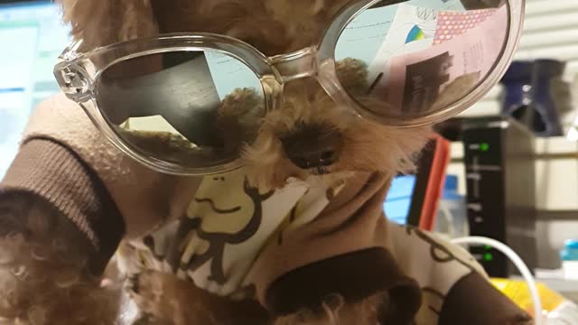 Cute Dog Wearing Shades