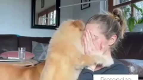 Cry ,Super funny dog videos 😭🔪🐶