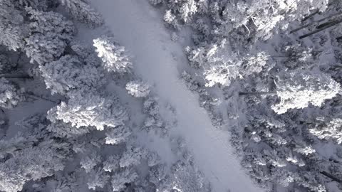 panning down winter forest