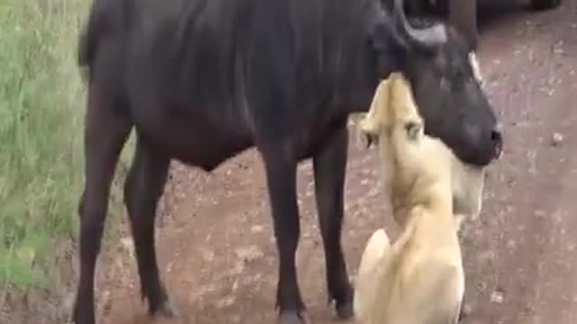 funny animal video