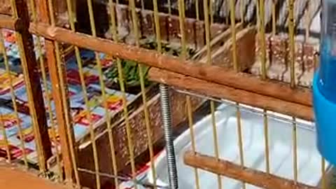 Female canary taking a bath and 3 chicks coming out of the nest.