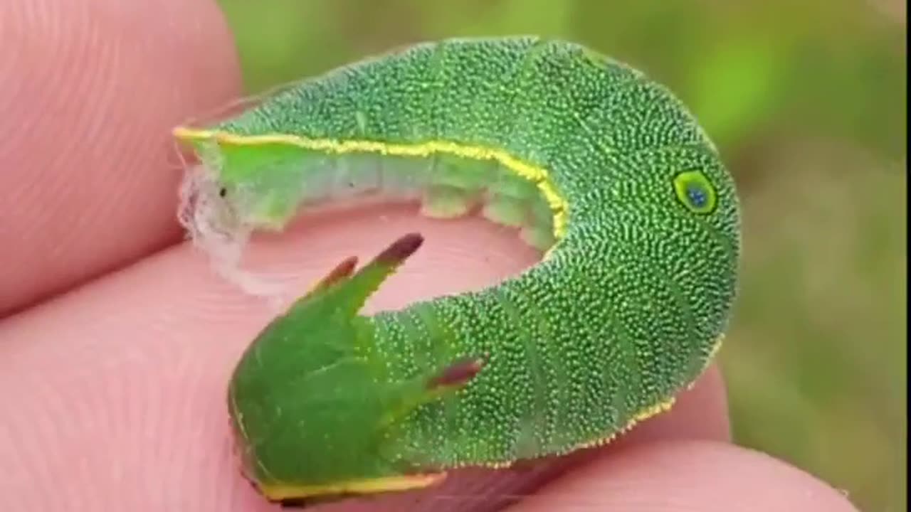 DRAGON CATERPILLARS