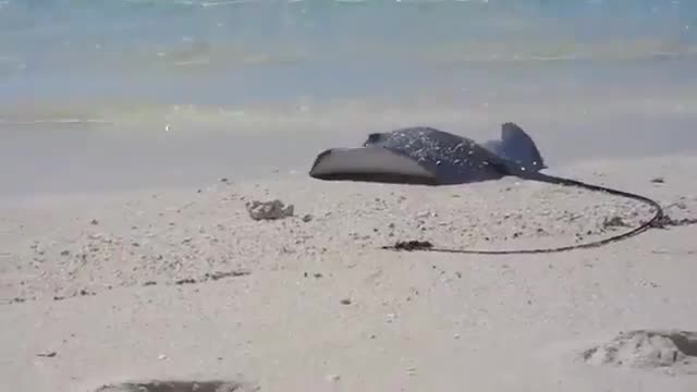 Amazing ... the shark is chasing after a manta ray