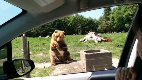 Funny video bear awesome catch