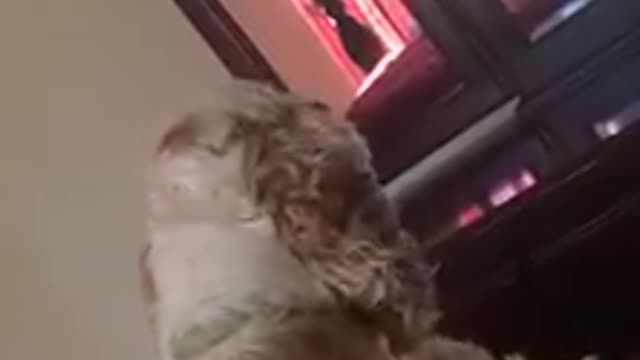 My cocker spaniel barking at himself