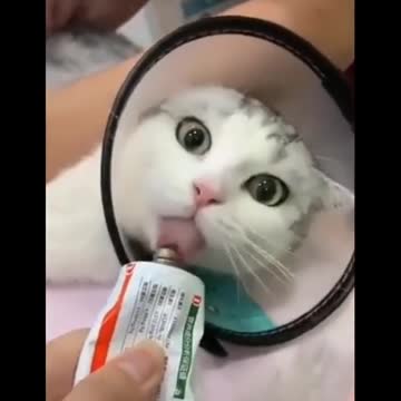 Funny Cat 🐈 😻