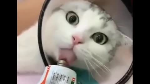 Funny Cat 🐈 😻