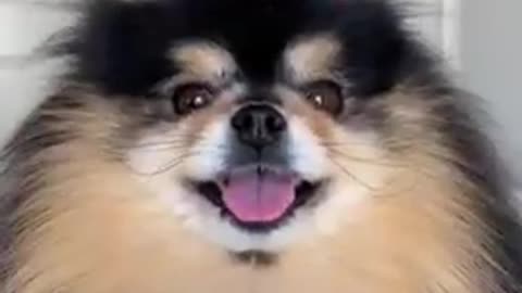 Funny and Cute Dogs Videos Compilation,🐕🐕