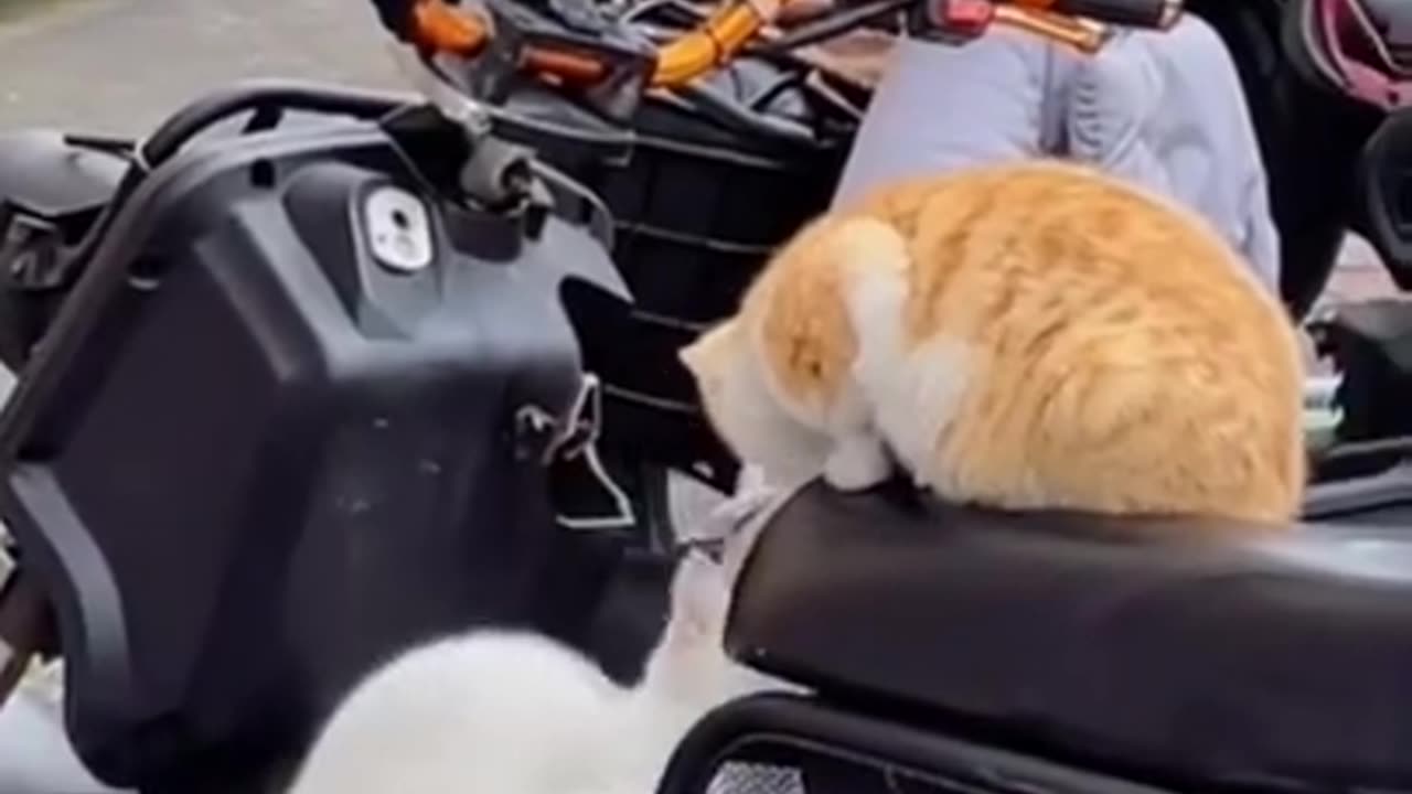 Funny And Cute Animals Short #81