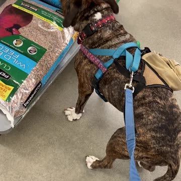 Dog wants bird seeds