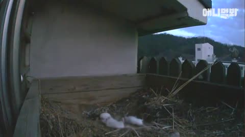 Happy Eagle Owl Couple Gave Up Hatching Their Egg, Because..