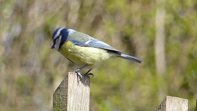 Mésange bleue(Cyanistes caeruleus)