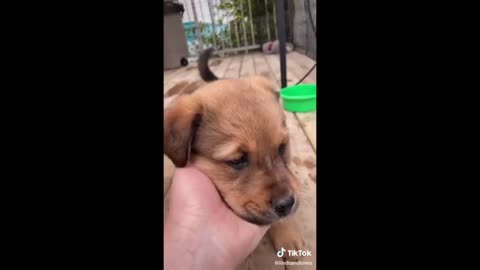 TikTok Videos Of Cute Pets (Funny Moments)