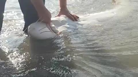 Sturgeon caught fishing