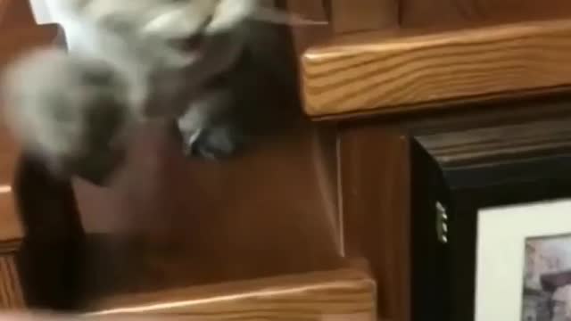 Angry Cat 🐱