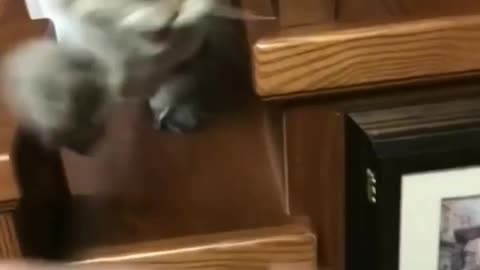 Angry Cat 🐱