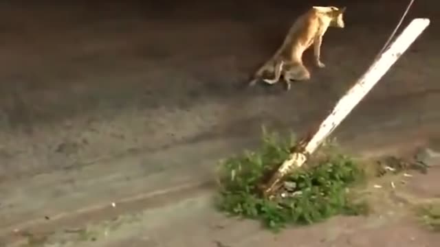 PUPPY PRETENDING DISABLED - SEE IT TO BELIEVE - VIDEO PLAYBACK