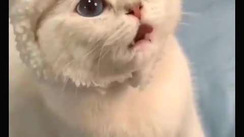 Cute funny Cat Video