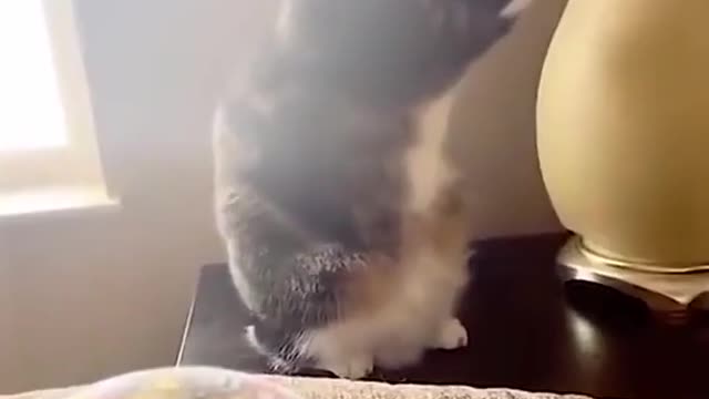 vlog of cat # lovely cat # cat owner's daily # cat obsession # cure cat
