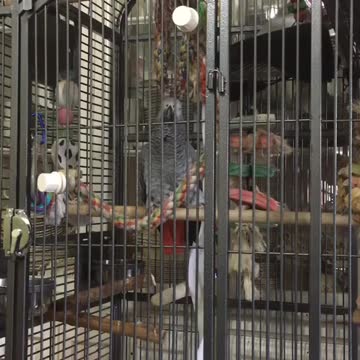 Talking parrot delivers disturbing evil laugh