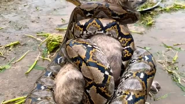 POOR DOG VS SNAKE