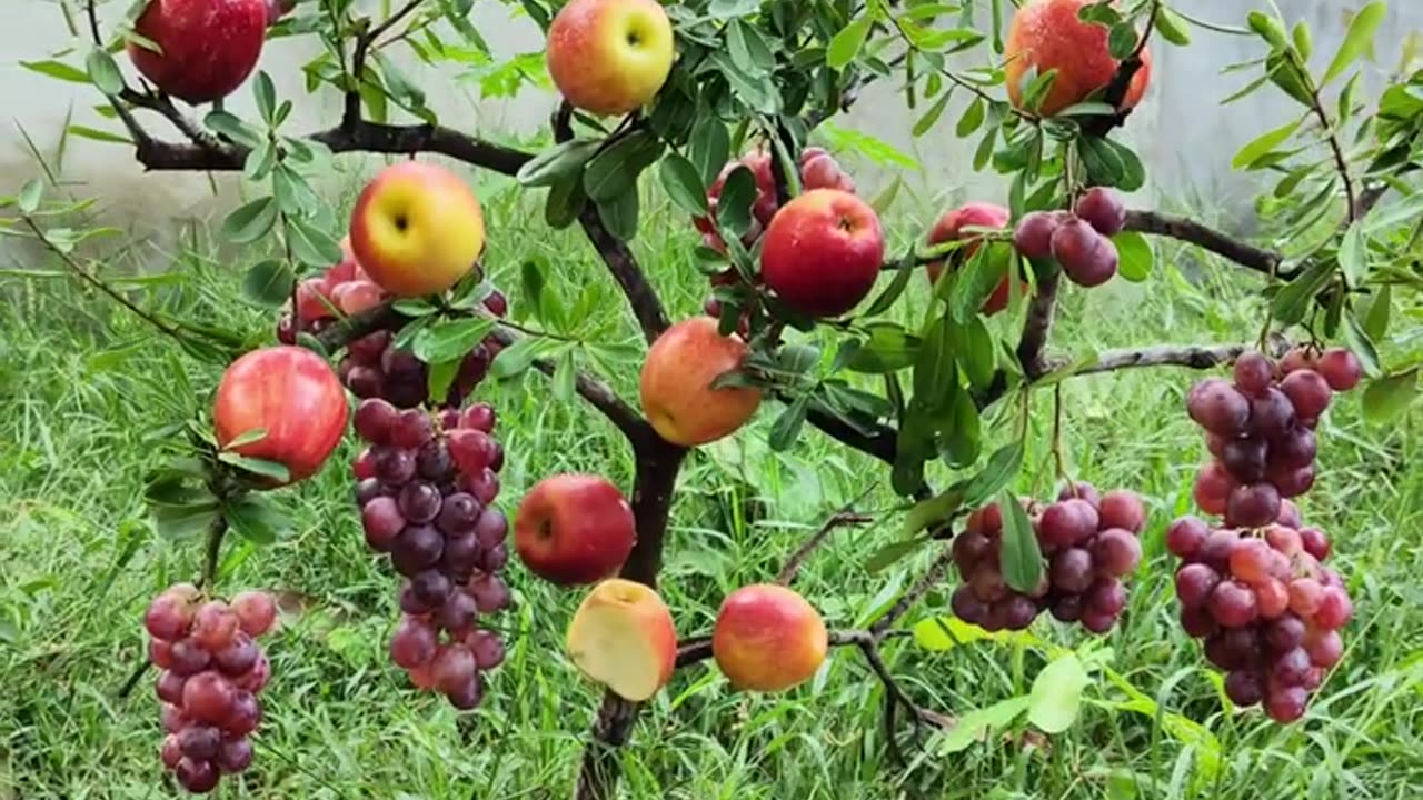 A new skill in Grafting apples with grapes to create incredible fruit