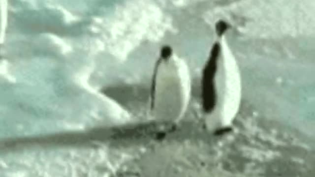 [Funny]Penguin Slap! (with funny sound effects)