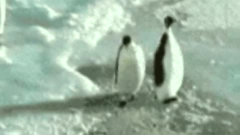 [Funny]Penguin Slap! (with funny sound effects)