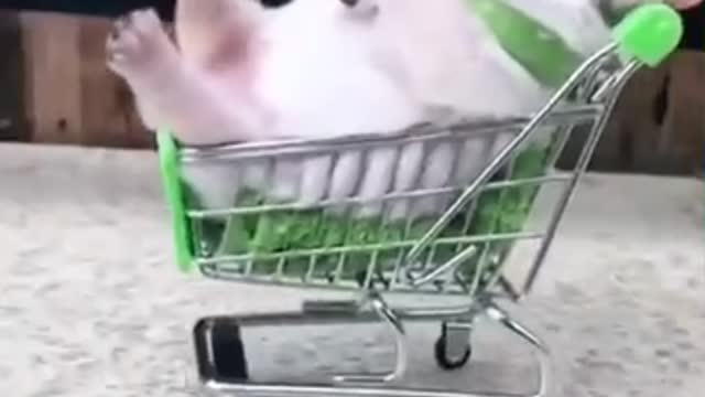 FILHOTINHO NO CARRINHO DE COMPRAS