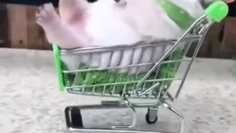 FILHOTINHO NO CARRINHO DE COMPRAS