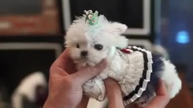 Top Smallest Dog in the World!!!! So Cute it will melt you!!!