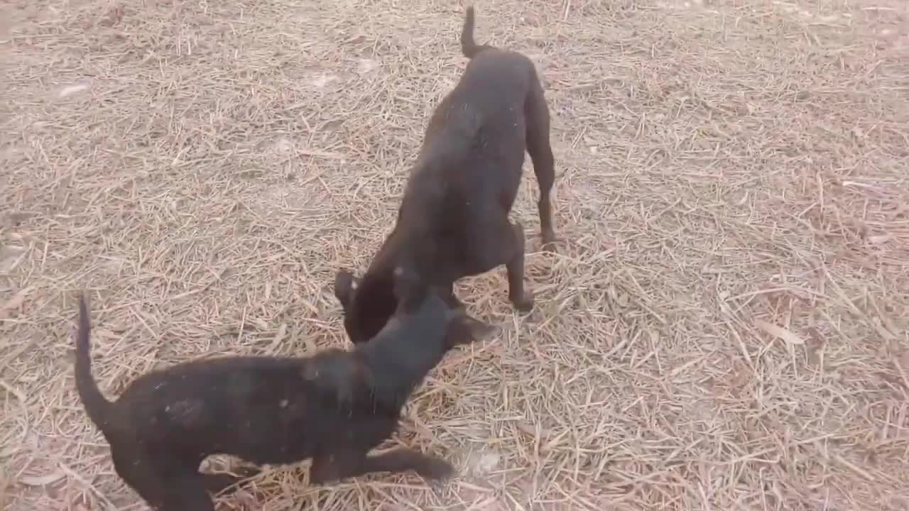 Toy tiger prank on dog *reactions are hilarious*. Watch till the end, I DARE YOU NOT TO LAUGH**