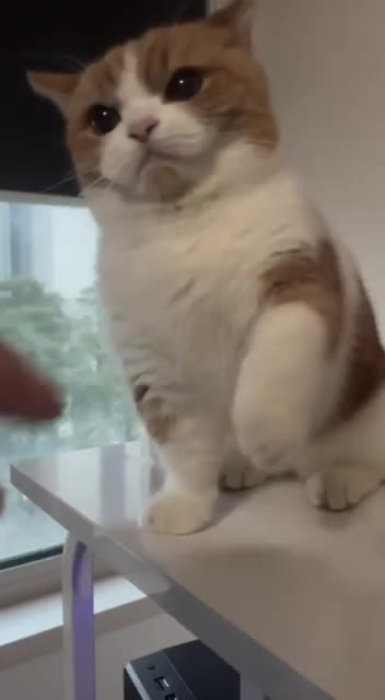 Punisher face kitty 😂😂😍