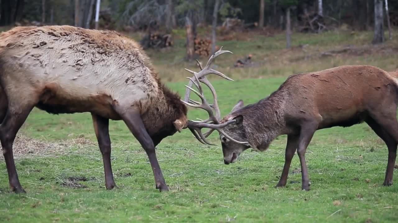 Red deer in a fight