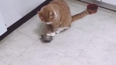 How many times did he move the food bowl?