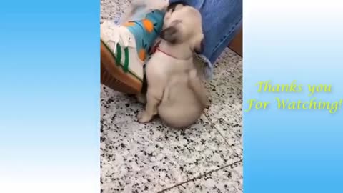 funny dog compilation with different style it's very nice and cool Dog .