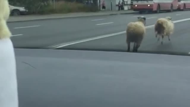 Sheep on the loose in suburbia