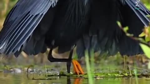 How this bird hunts its prey