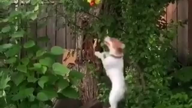 Funny dog vs dog