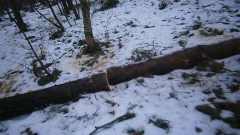 I tallskogen vid Planteringen. Helsingborg 4 Febr. 2014