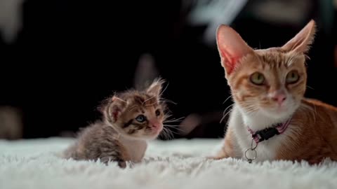 Ultimate Wild Animals Collection in 8K ULTRA HD