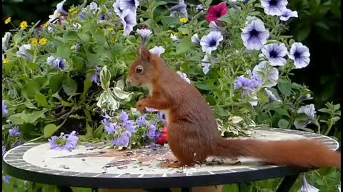 Beautiful Red Squirrel