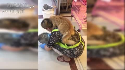 cat is human friend