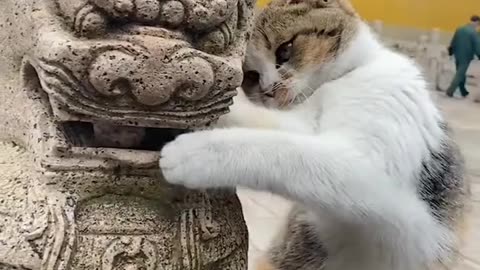 playful cat